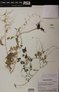 Herbarium Sheet of 